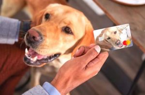 Learn How to Apply for a Petco Pay Credit Card