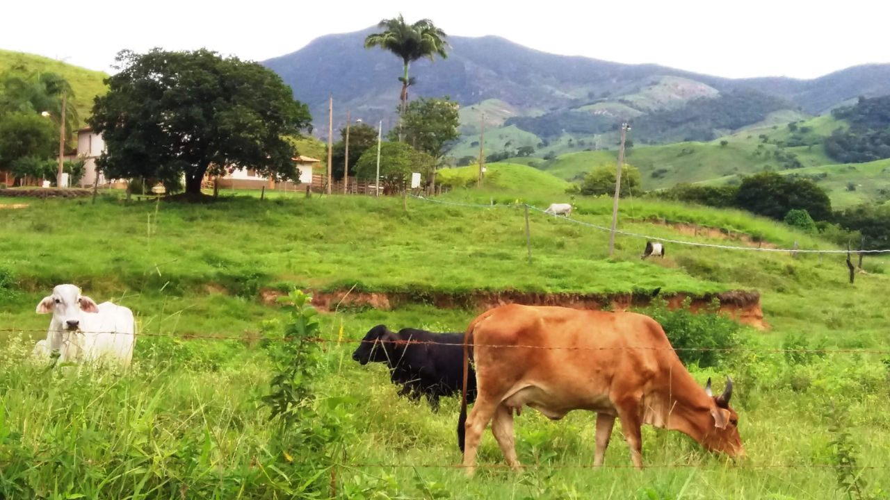 Rural Land Credit Program (PNCF): Financing for Family Farmers